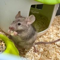 Mus musculus