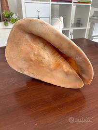 Conghiglia grosse dimensioni