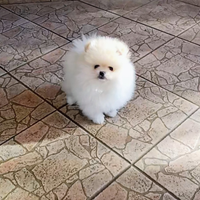 Spitz di pomerania mini ,pedigreeEnci
