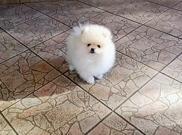Spitz di pomerania mini ,pedigreeEnci