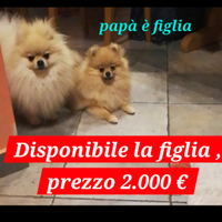 Spitz Pomerania con PedigreeENCI