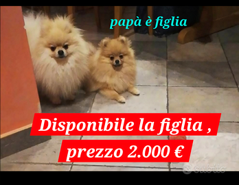 Spitz Pomerania con PedigreeENCI