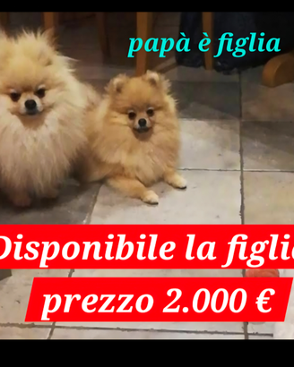 Spitz Pomerania con PedigreeENCI