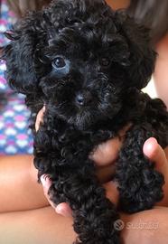 Barboncina Minitoy nera