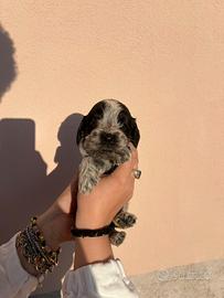 Cuccioli cocker spaniel inglese
