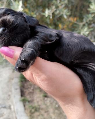 Cocker spaniel