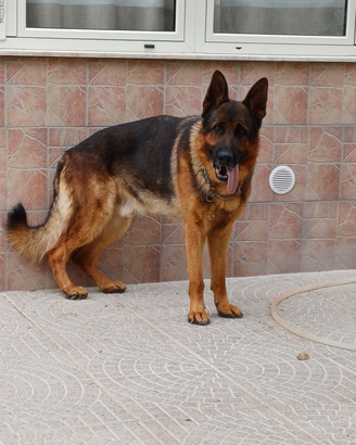 Pastore tedesco grigione disponibile per monta