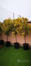 Alberi di Bergamotto 2 metri