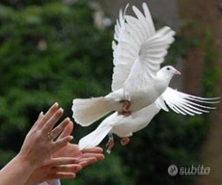 Colombi bianchi matrimonio