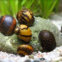 LUMACHE tropicali e da esterno