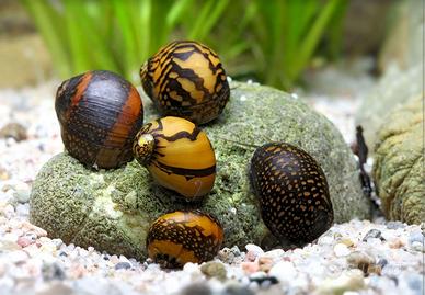 LUMACHE tropicali e da esterno