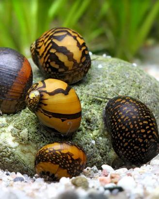 LUMACHE tropicali e da esterno