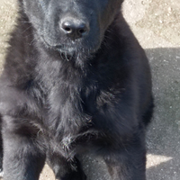 Pastore tedesco nero