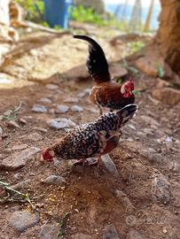 Bantam millefiori