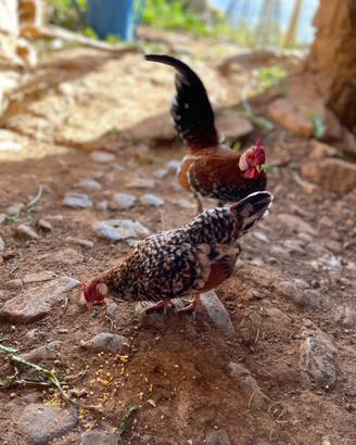 Bantam millefiori