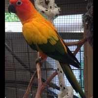 Coppia conuro del sole