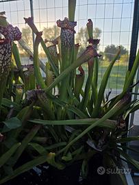 Pianta Carnivora Sarracenia Leucophylla