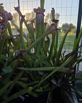 Pianta Carnivora Sarracenia Leucophylla