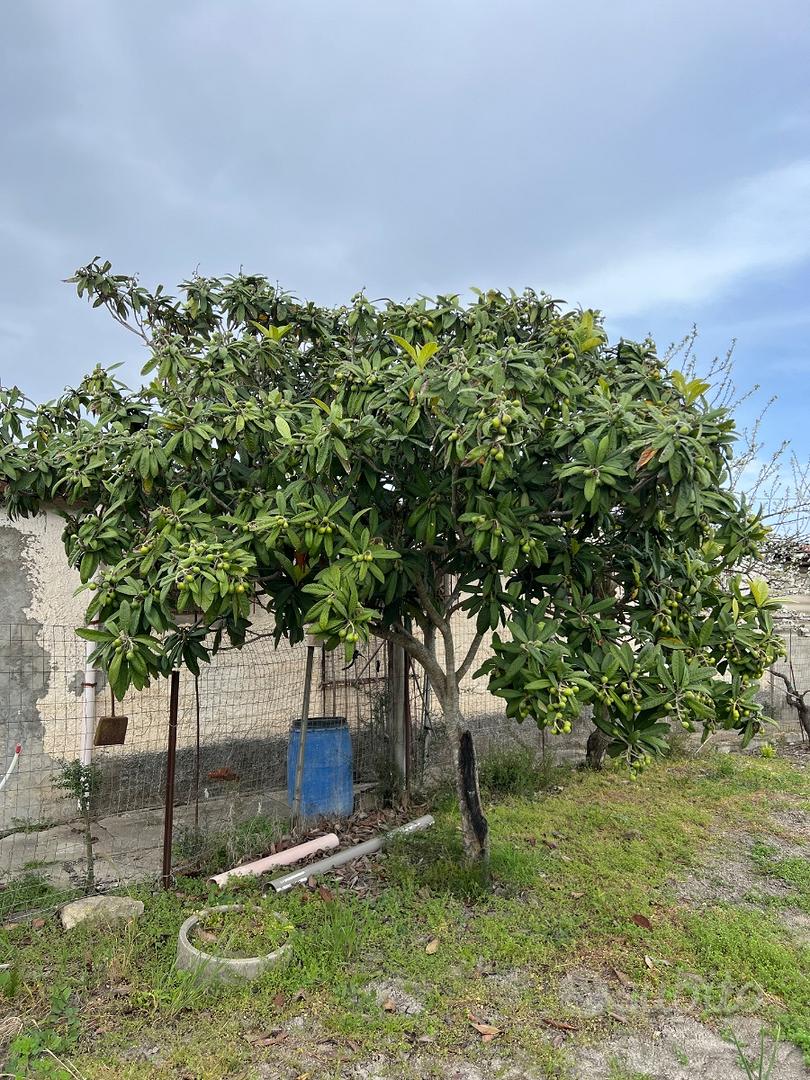 Terreno con rustico loc. Caghettu - Vista 5