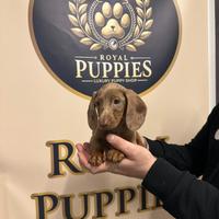 Bassotto Arlecchino M disponibile