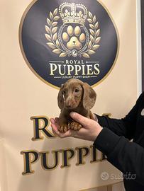 Bassotto Arlecchino M disponibile