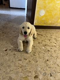 Cucciola golden retriver