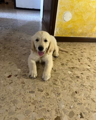 Cucciola golden retriver
