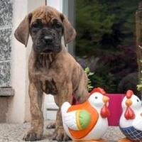 Alani Cuccioli di Alano Fulvo e Tigrato