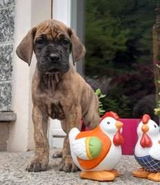 Alani Cuccioli di Alano Fulvo e Tigrato