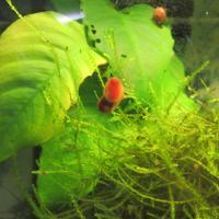 Planobarius red per acquario