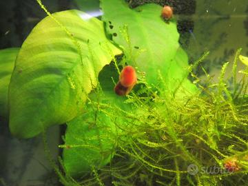 Planobarius red per acquario