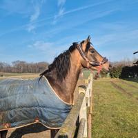 Cavallo castrone cruzado 4 anni