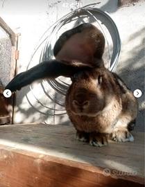 Giganti di fiandra, e gig. Grigi