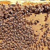 Nuclei api e famiglie api consegna personalizzata