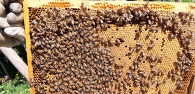 Nuclei api e famiglie api consegna personalizzata