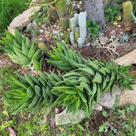 aloe mitriformis 