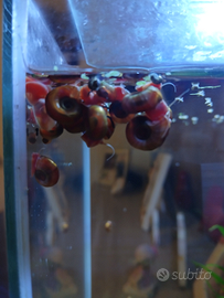 Lumache Planorbarios