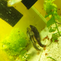 Ancistrus Gold ed sp