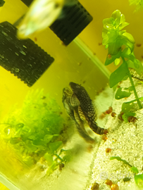 Ancistrus Gold ed sp