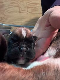 Boxer cuccioli