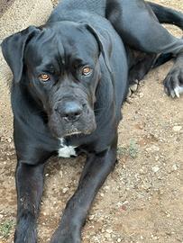 Cane corso femmina quasi 4 anni