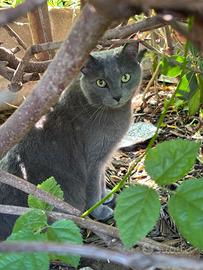 Gatto simil certosino sterilizzato
