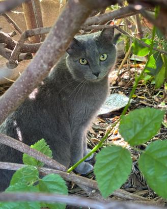 Gatto simil certosino sterilizzato