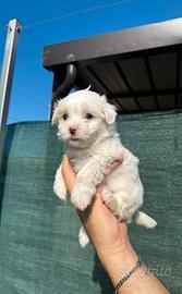 Maltese Cuccioli