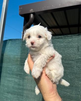 Maltese Cuccioli
