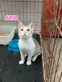 Aria gattina tricolore di 3 mesi