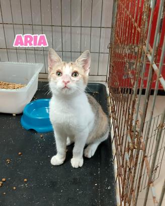 Aria gattina tricolore di 3 mesi