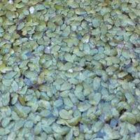 lenticchia d'acqua piante