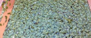lenticchia d'acqua piante