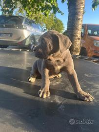Cucciola cane corso